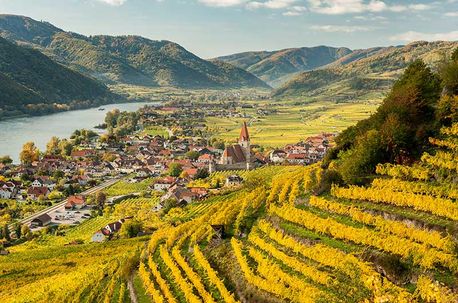 Weinreben in Österreich
